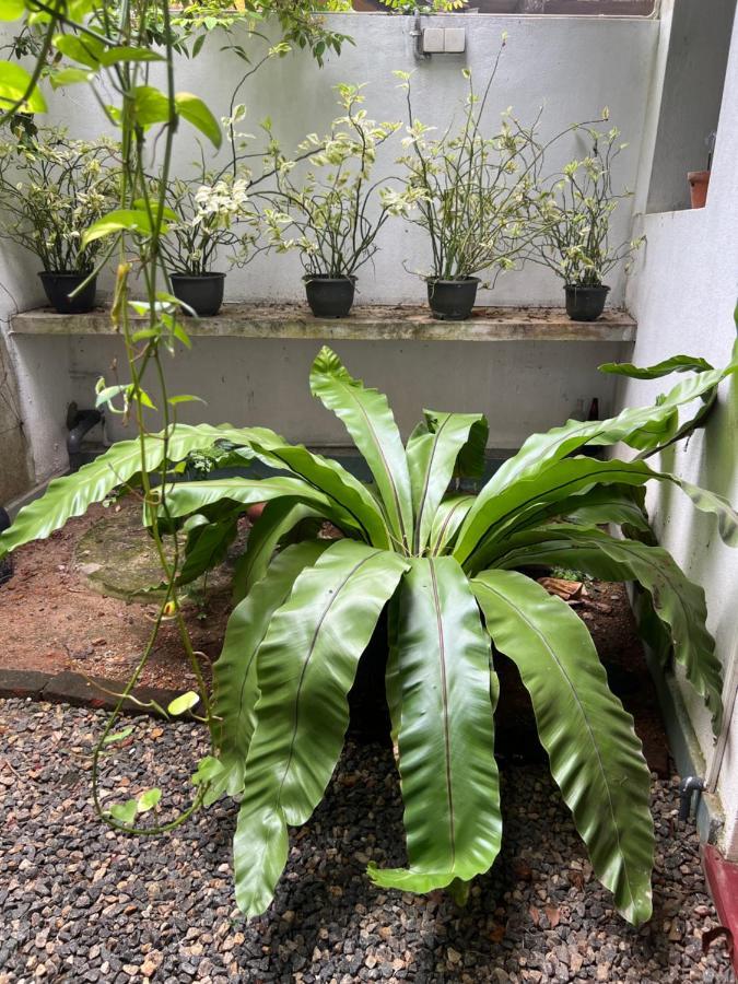 Jungle Villa Ahangama Kültér fotó